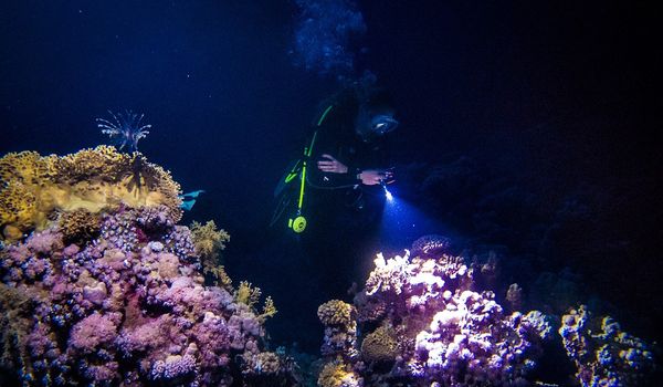 PADI SPECIALTY FOUR DIVES